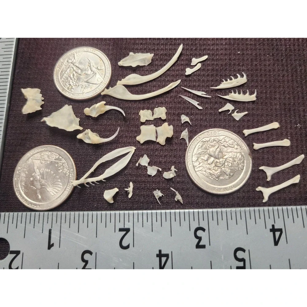 Western Diamondback Rattlesnake Snake Skull Puzzle 34pc FANGS SPECIMEN SK22